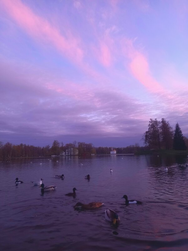 Утки на закате - Сапсан 