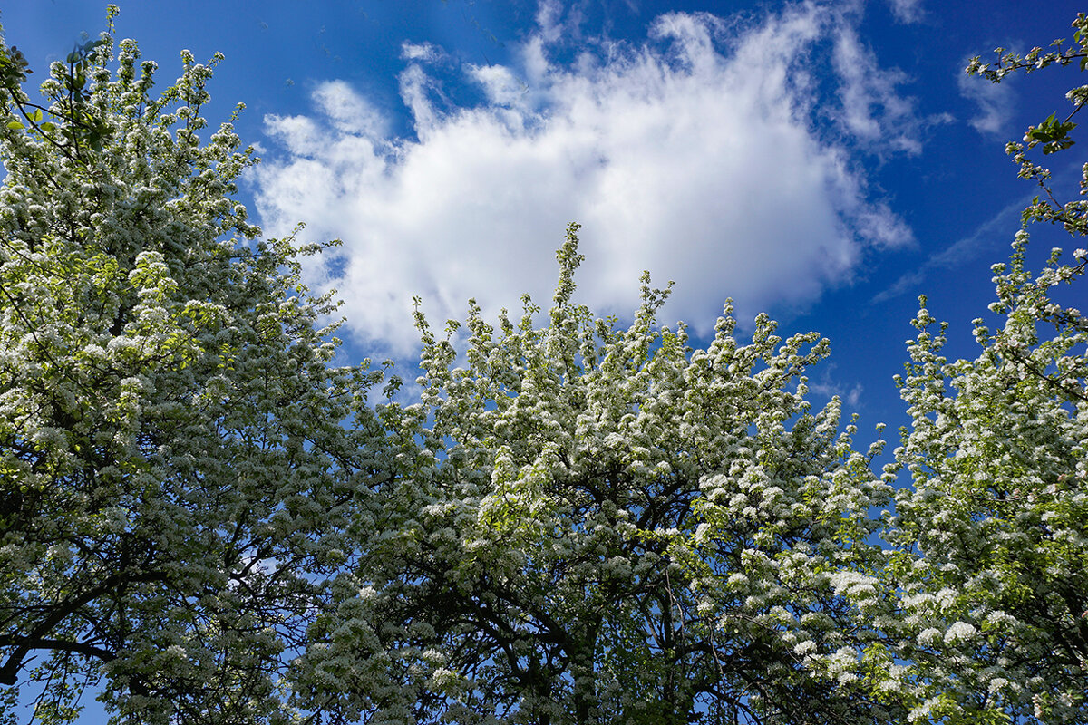 С Праздником весны и труда, дорогие друзья! - Ольга С Праздником весны и труда, дорогие друзья! - Ольга