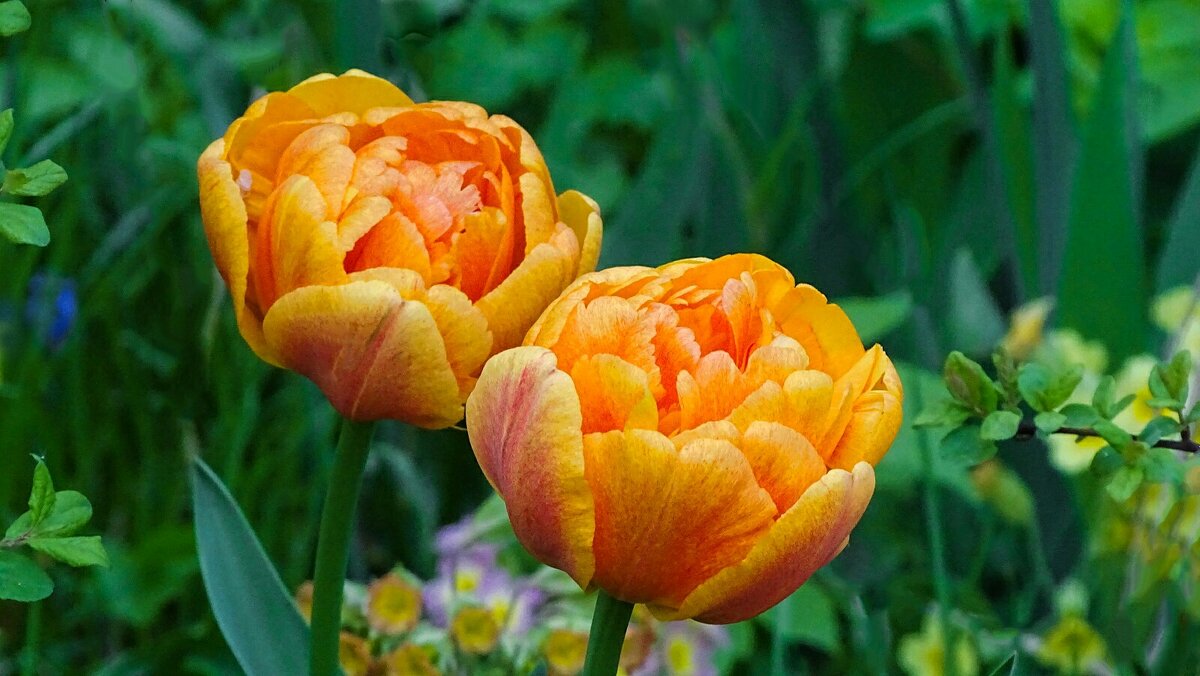 Цветы на городских клумбах - Милешкин Владимир Алексеевич 