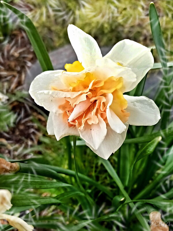 Махровый нарцисс - Veera V Махровый нарцисс - Veera V