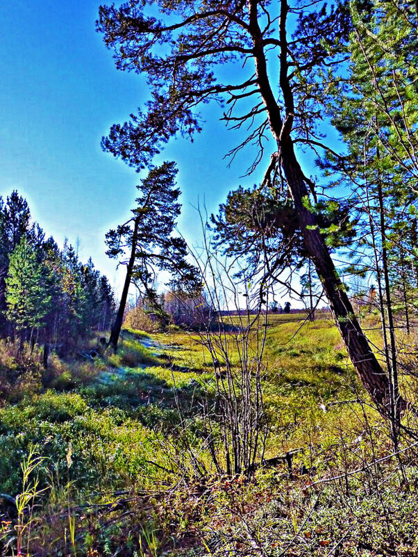 Июнь...Окрестности протоки Чеуснина! - Владимир 