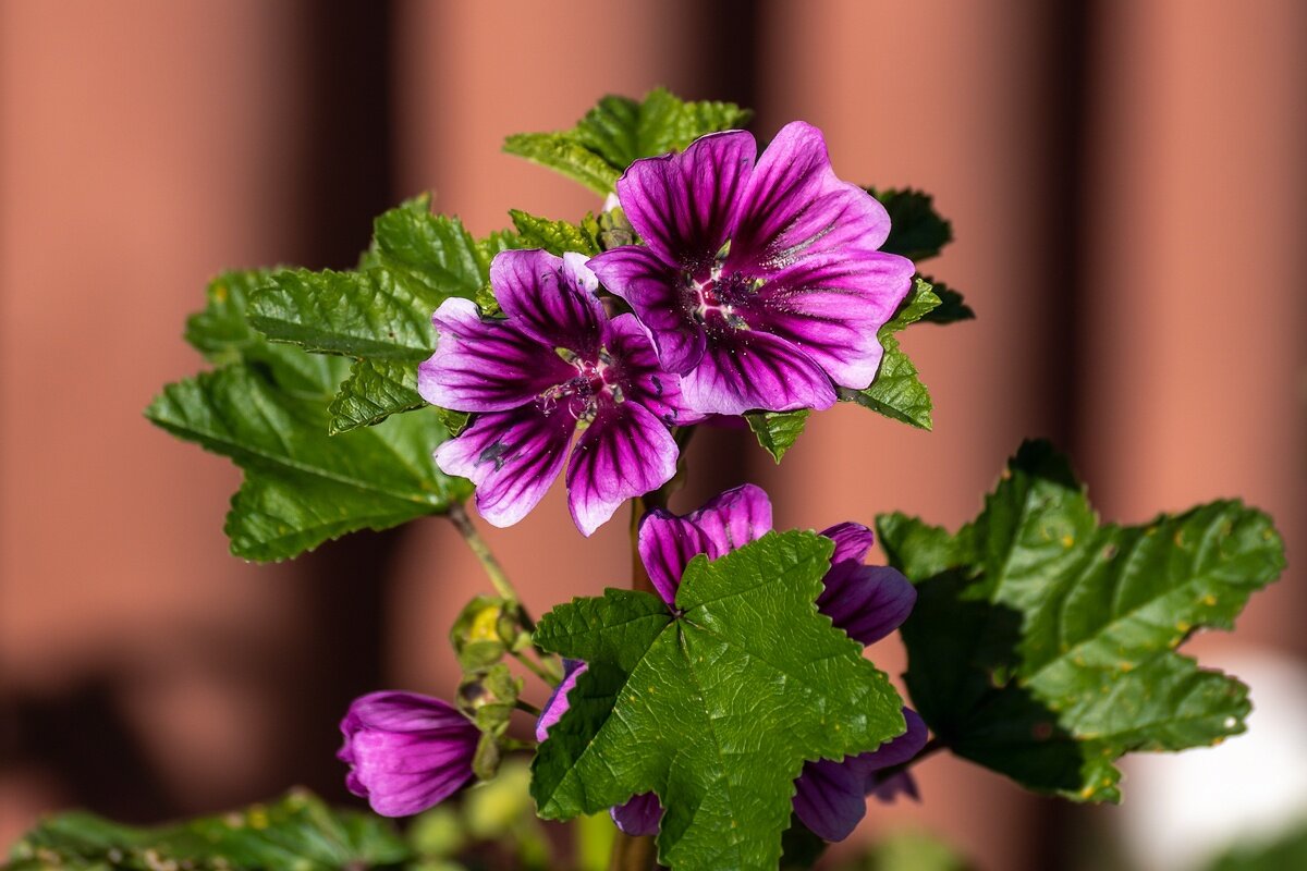 просвирник мальва лесная - Игорь Сикорский