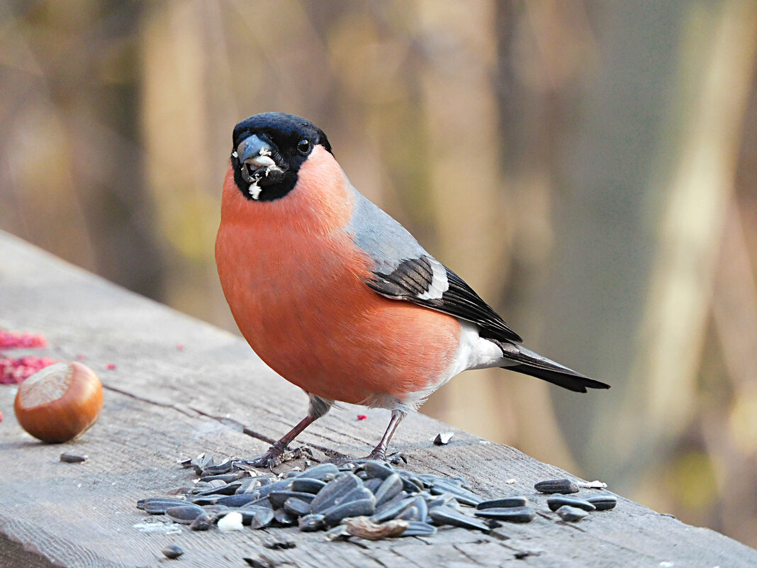Снегирь - Лина 