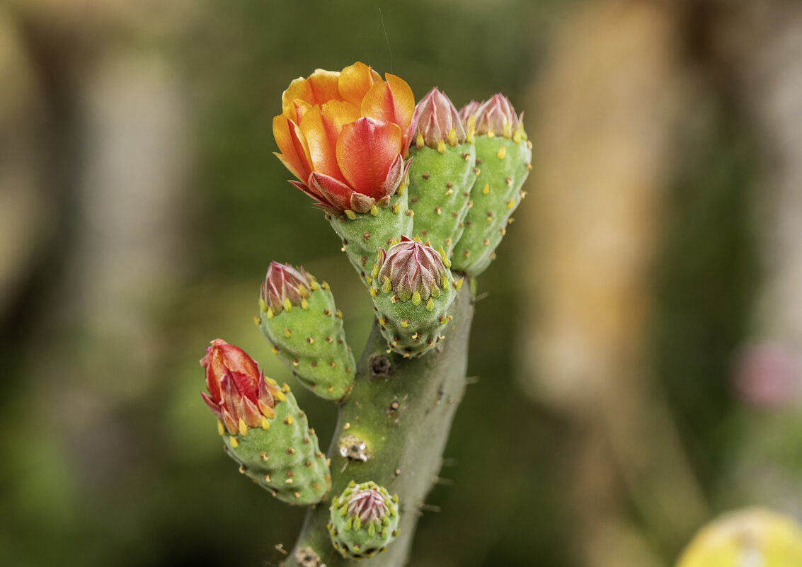 Опунция индийская. - Alexander Amromin Опунция индийская. - Alexander Amromin