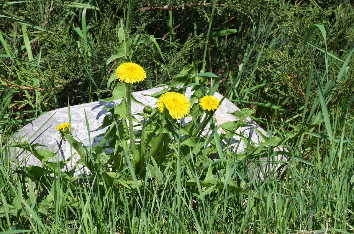 Москва. Парк Зарядье. Весна. - Наташа ***** Москва. Парк Зарядье. Весна. - Наташа *****