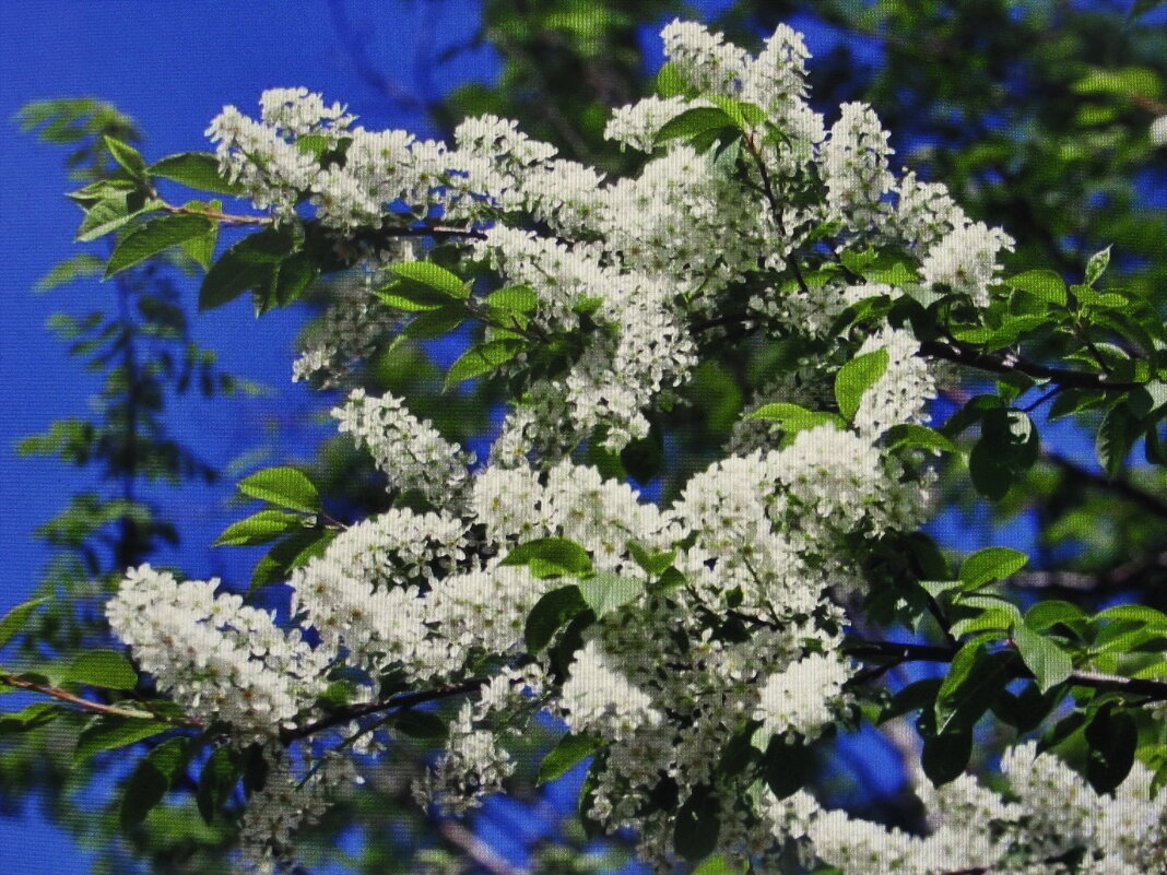 Ароматная красота - Людмила Смородинская