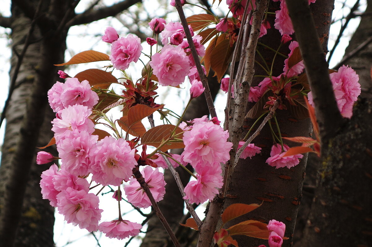 Цветет Сакура - Рита Симонова Цветет Сакура - Рита Симонова