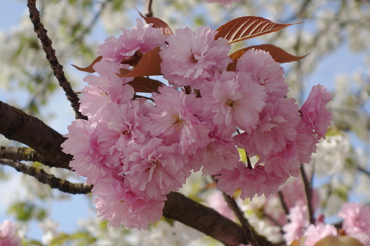 Цветет Сакура - Рита Симонова Цветет Сакура - Рита Симонова