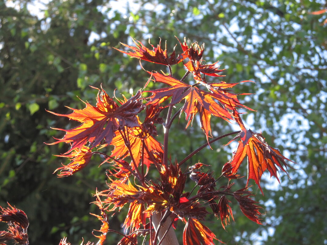 весенний наряд - Елена Шаламова весенний наряд - Елена Шаламова