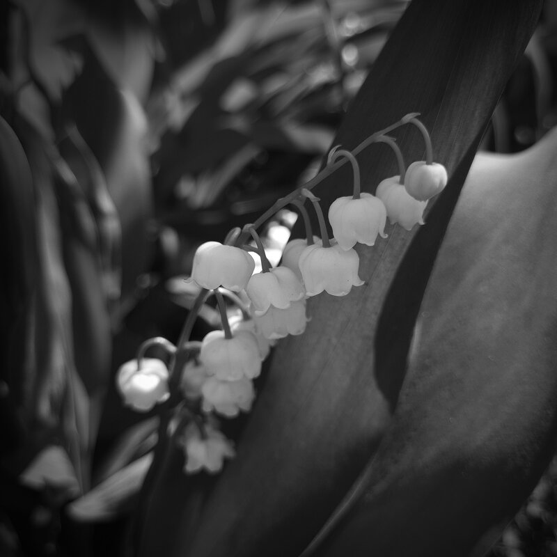 Ландыши - Валерий Ткаченко Ландыши - Валерий Ткаченко