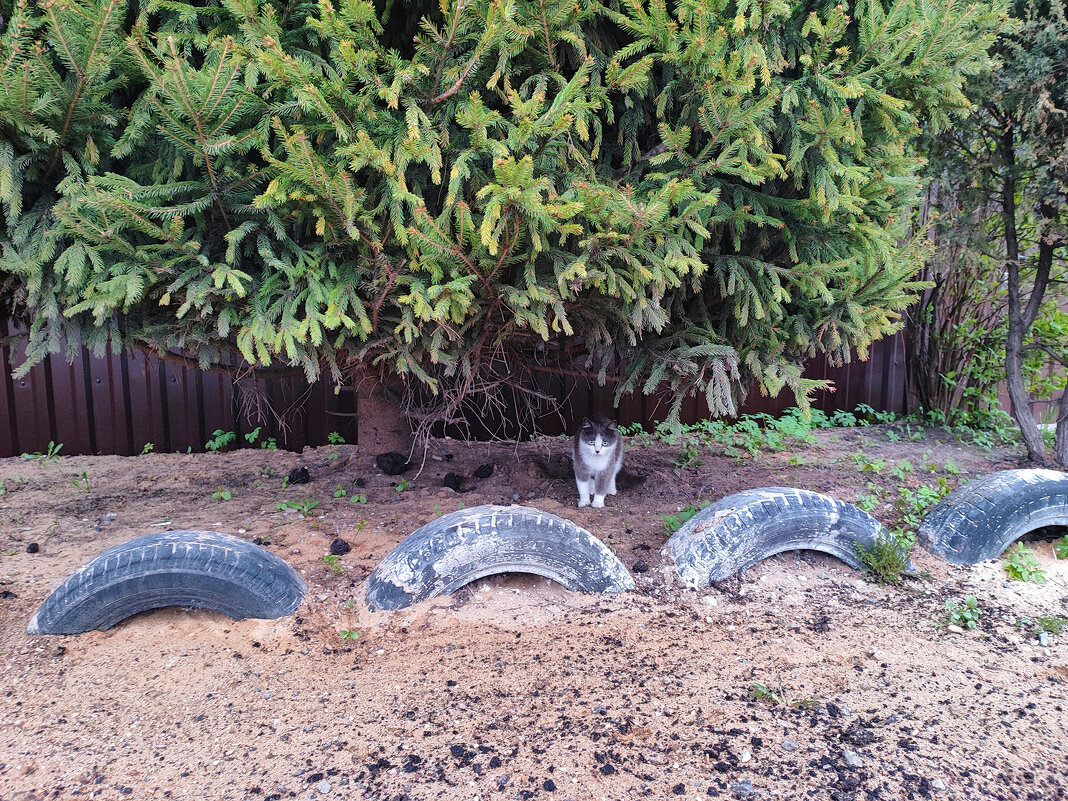 Хвойный кот)) - Денис Бочкарёв Хвойный кот)) - Денис Бочкарёв