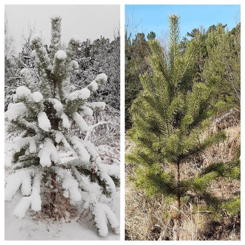 Погода в апреле - Галина Минчук
