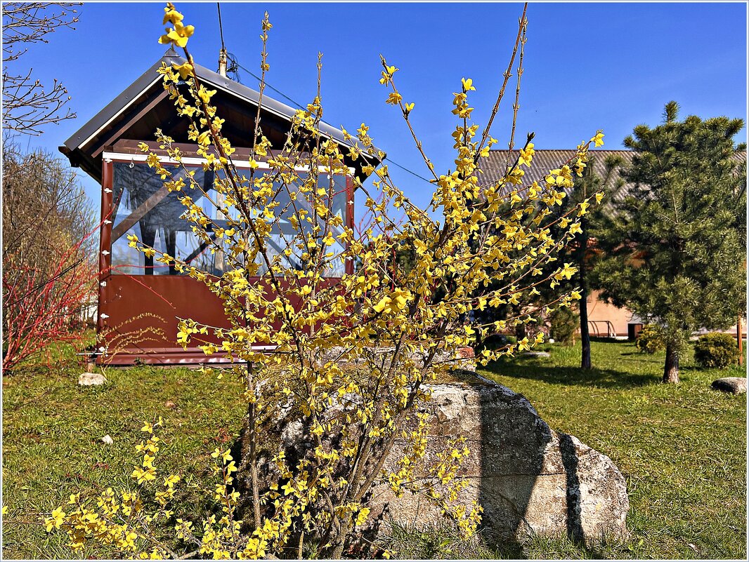 Про форзицию. - Валерия Комова