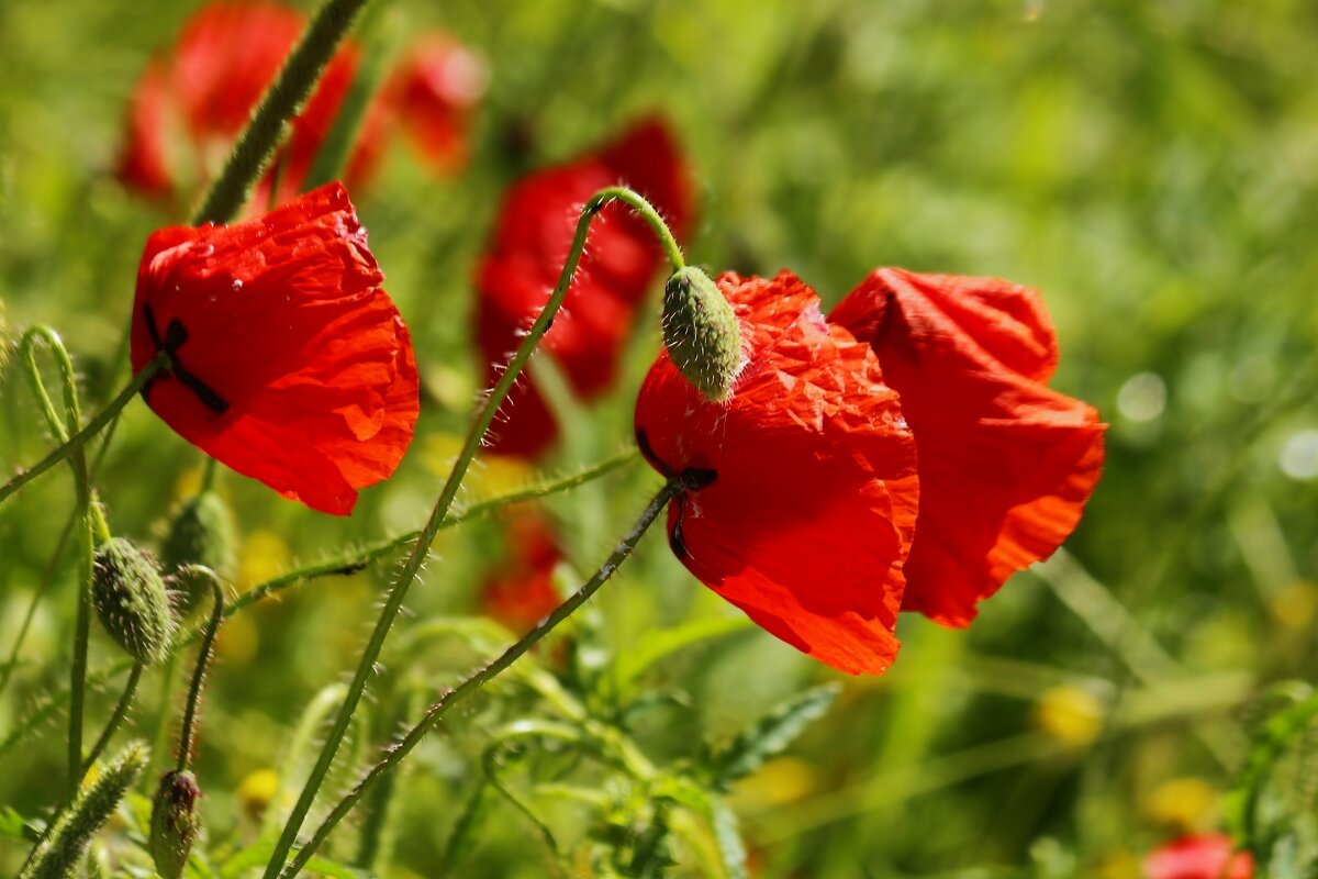 С Первомаем! - Юрий. Шмаков С Первомаем! - Юрий. Шмаков