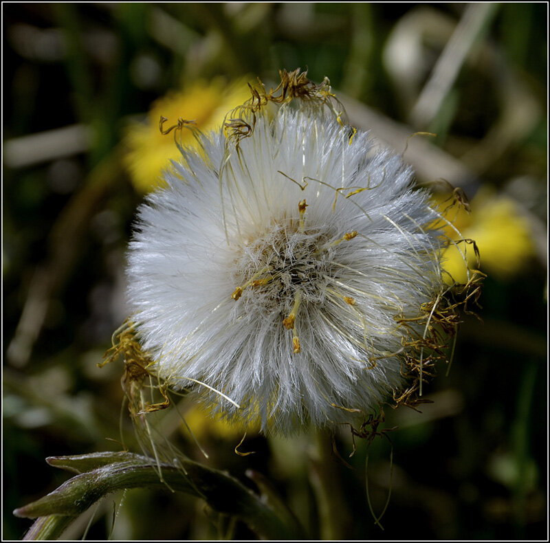 Отцветает.. - Aleksandr Gal