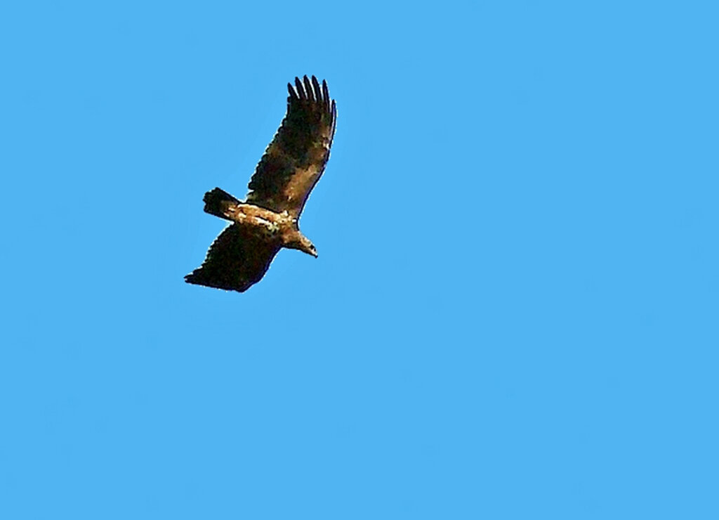 орлан белохвост - gawrilа - dan орлан белохвост - gawrilа - dan