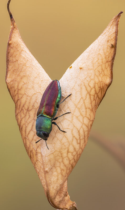 Жук златка.(Anthaxia). - Александр Григорьев Жук златка.(Anthaxia). - Александр Григорьев