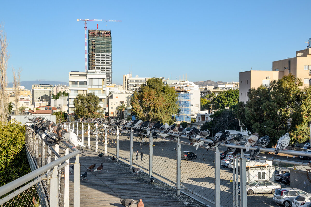 Голубиный мост - Oleg4618 Шутченко