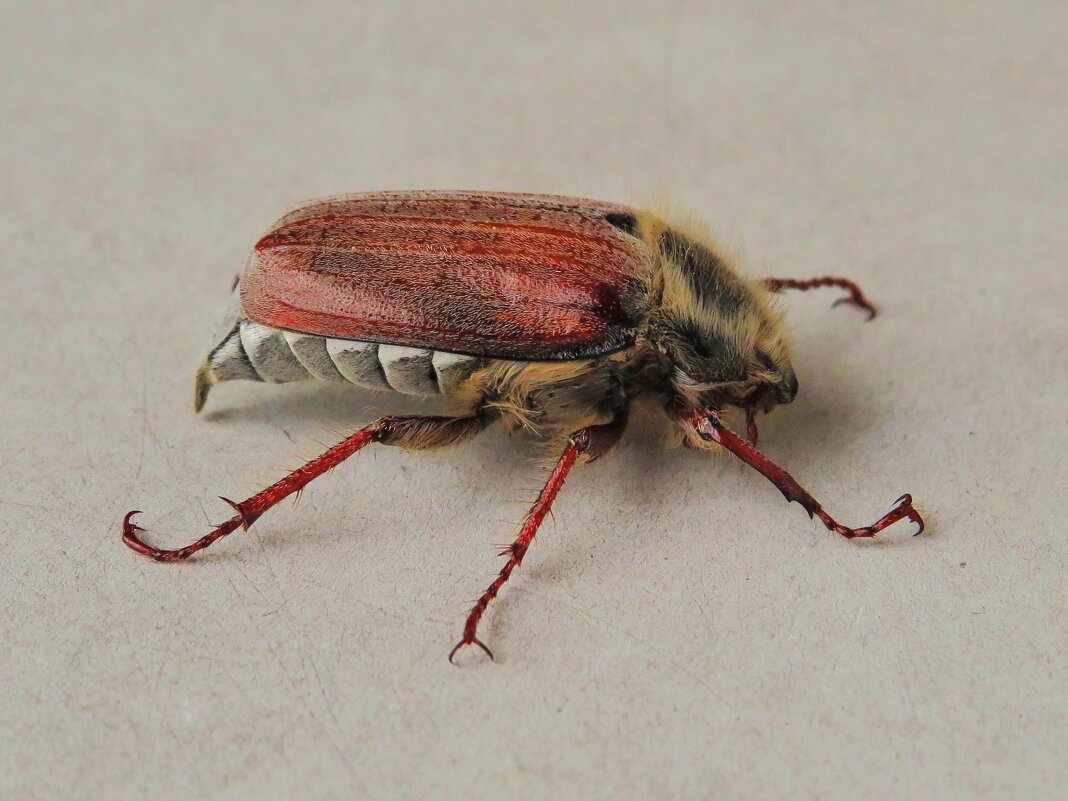 Майский жук - Андрей Снегерёв