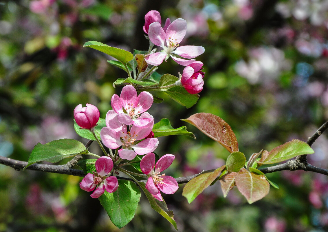Весенняя нежность и красота - Татьяна Машошина Весенняя нежность и красота - Татьяна Машошина