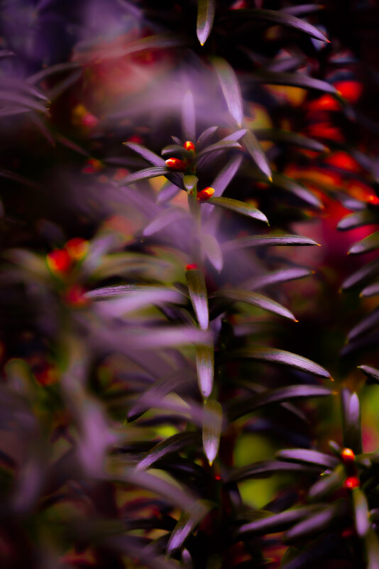 Тис ягодный - Варвара Высоцкая Тис ягодный - Варвара Высоцкая