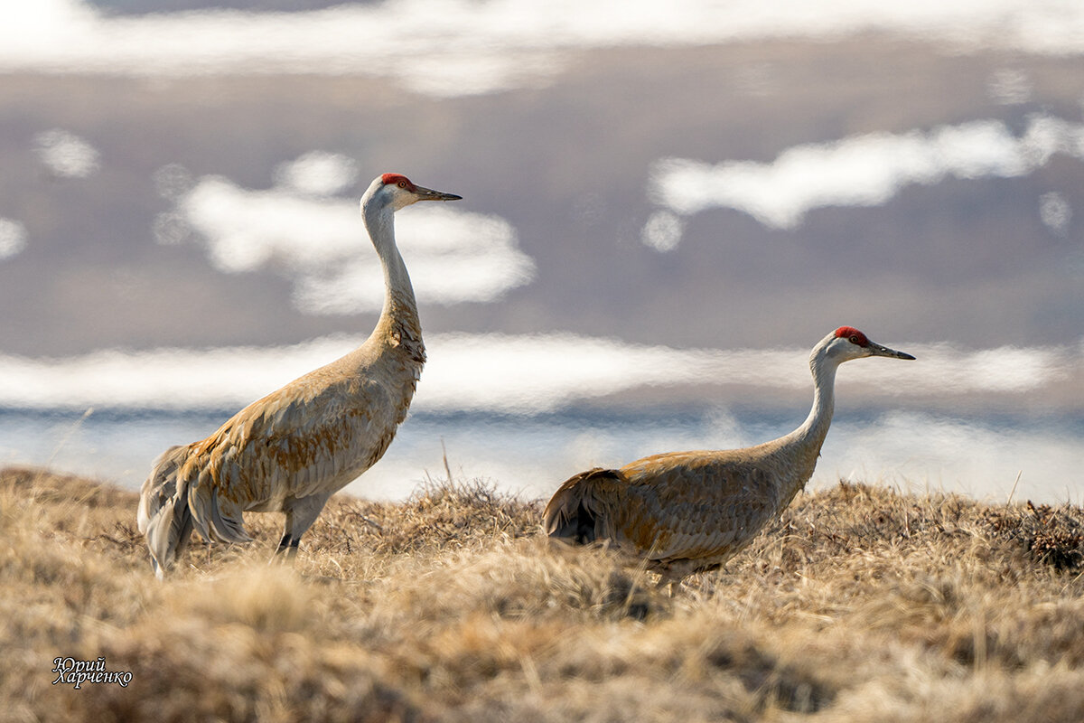 Канадский журавль. - Юрий Харченко