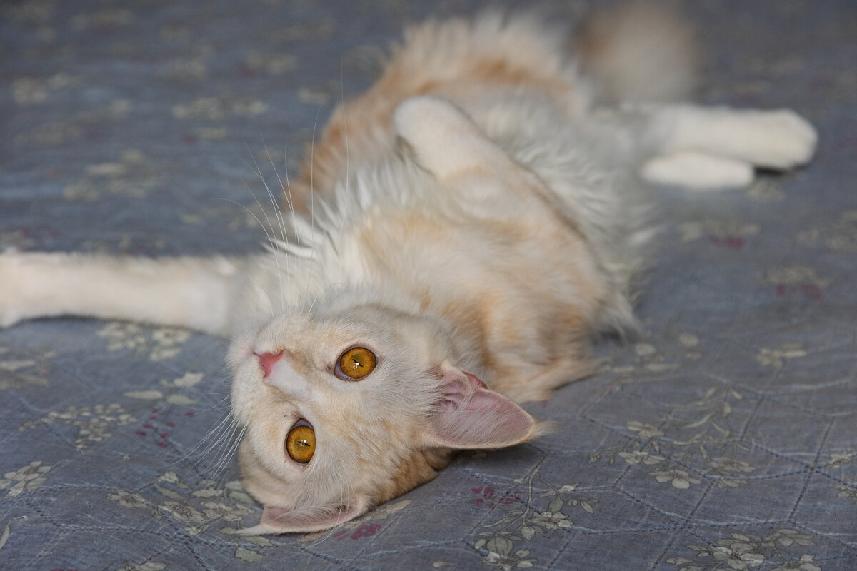 Эльза. - Борис Калитенко