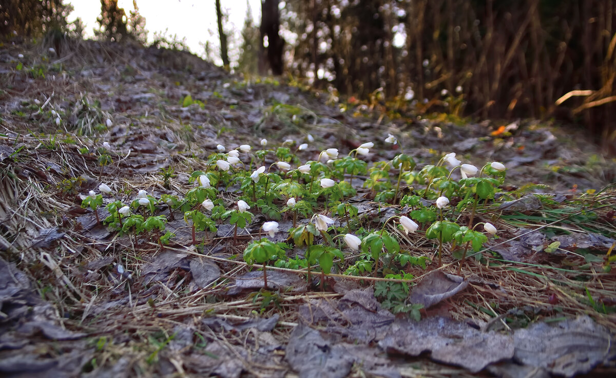 - - Владимир Мигонькин