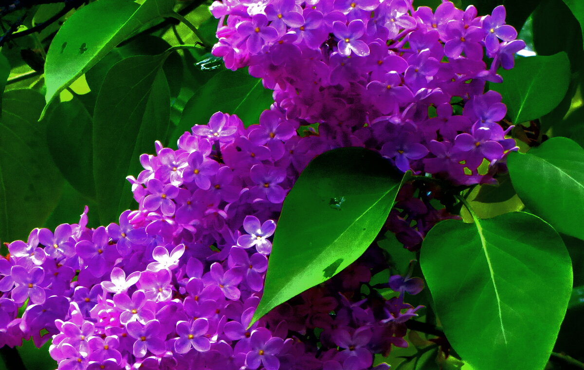 РАСЦВЕЛА СИРЕНЬ В МОЁМ САДОЧКЕ -3 - Елена Куприянова 