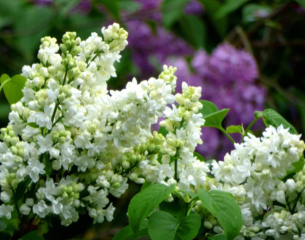 РАСЦВЕЛА СИРЕНЬ В МОЁМ САДОЧКЕ... - Елена Куприянова 