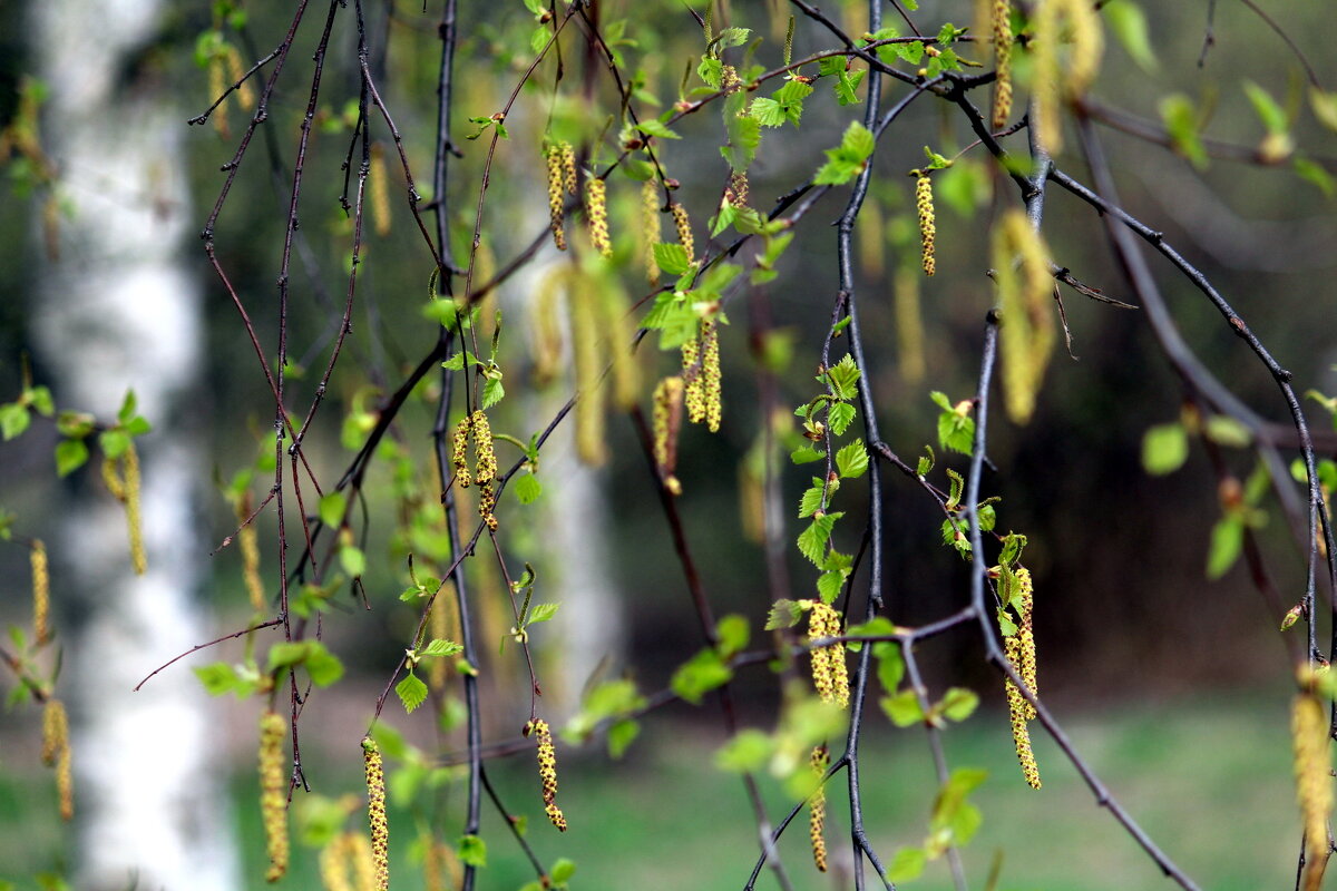 С Первомаем! - жанна нечаева С Первомаем! - жанна нечаева