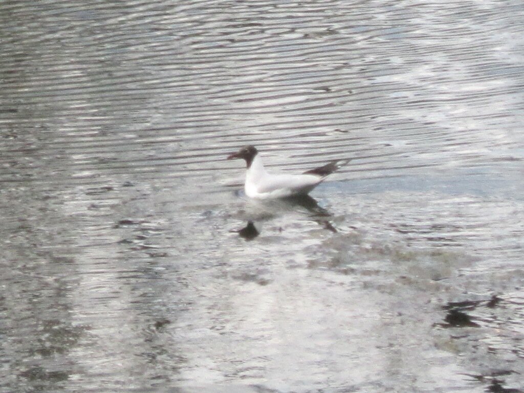Белая чайка на глади пруда - Дмитрий Никитин Белая чайка на глади пруда - Дмитрий Никитин