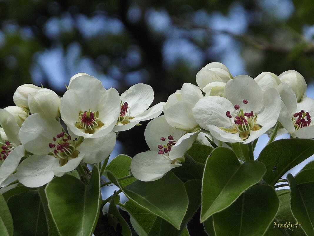 Сегодня груша - королева! - Freddy 97