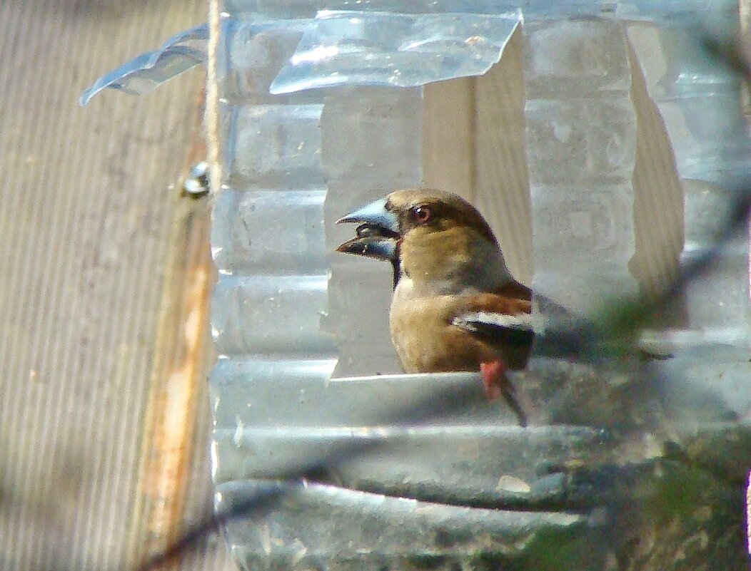 первомайский дубонос - gawrilа - dan