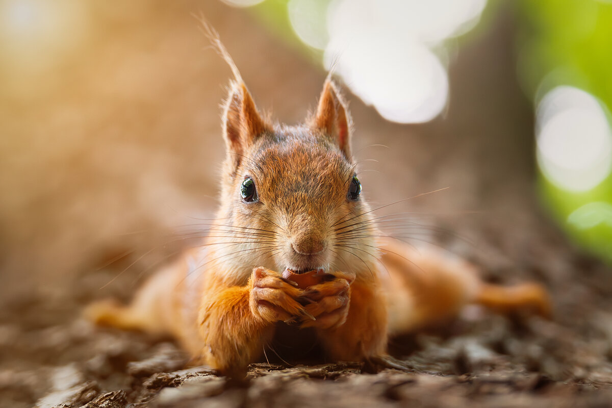 Белка на дереве - Alex Bush Белка на дереве - Alex Bush