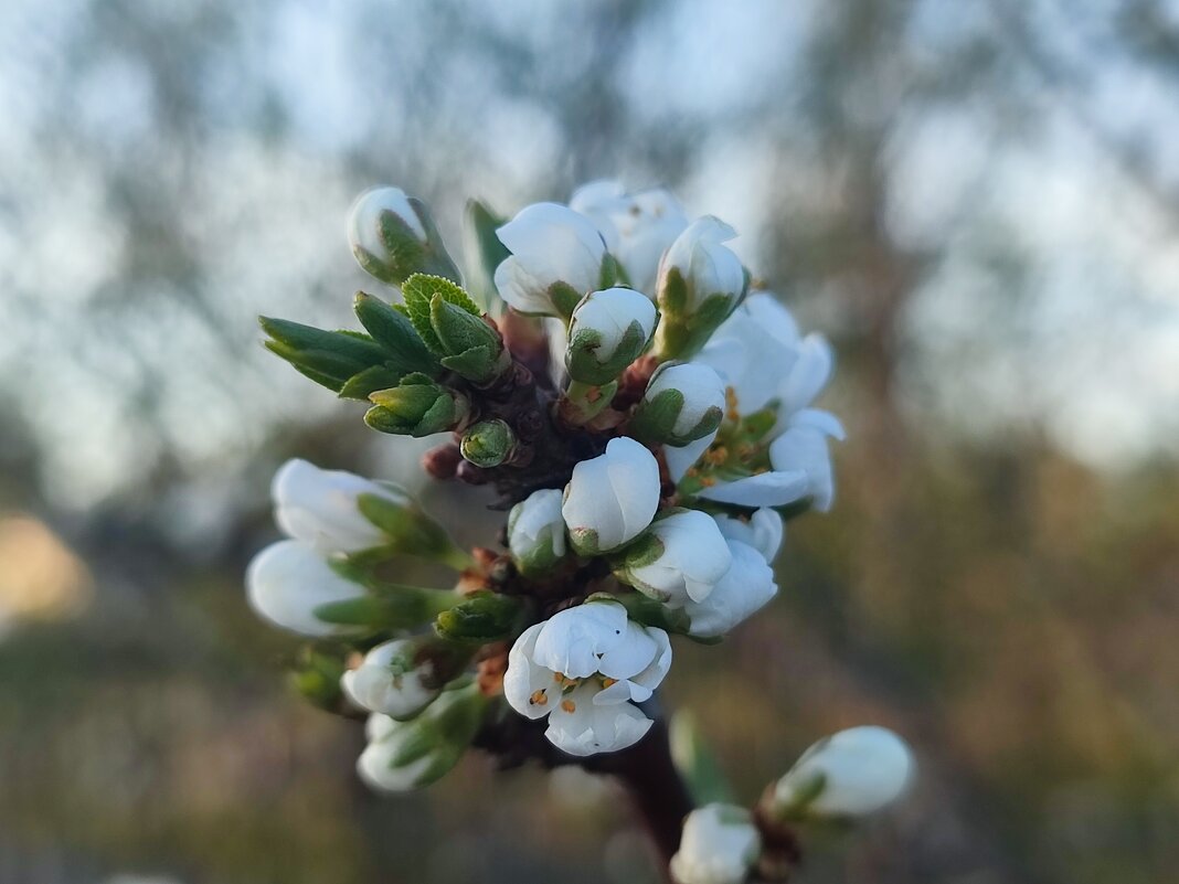 Слива зацветает - Валентина Богатко Слива зацветает - Валентина Богатко