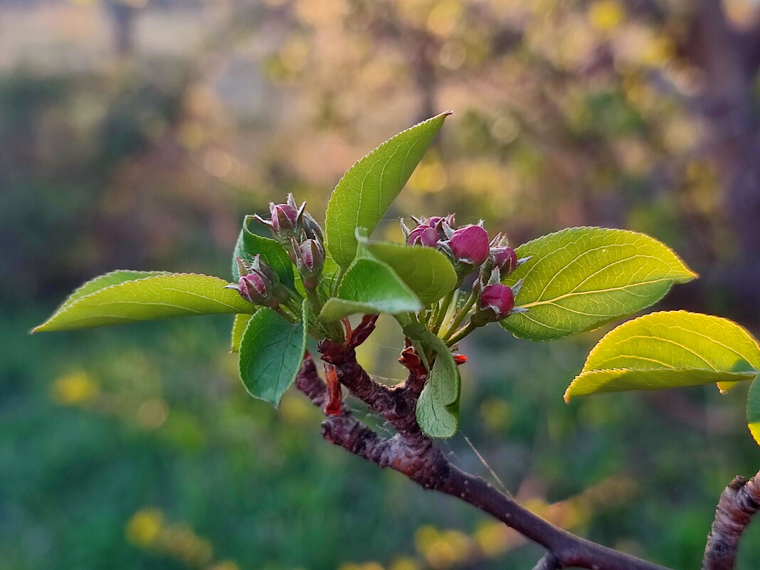 На закате - Валентина Богатко На закате - Валентина Богатко