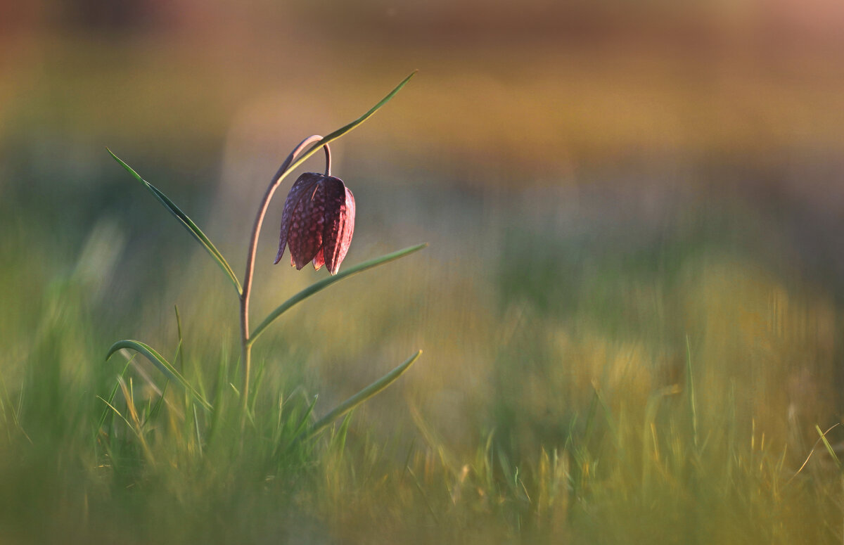 Рябчик - Лилия . Рябчик - Лилия .