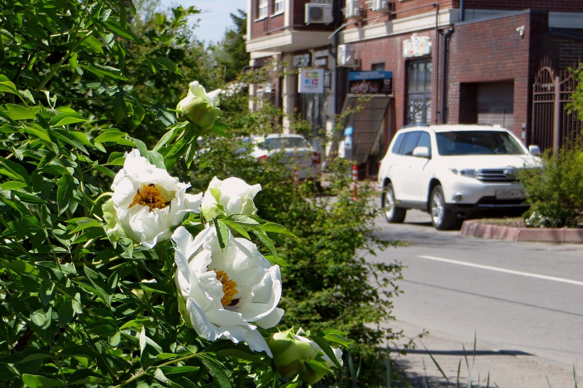 Первомайский день - Татьяна Смоляниченко Первомайский день - Татьяна Смоляниченко