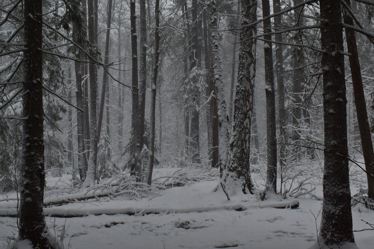Пермско-апрельский каприз - Роман Пацкевич Пермско-апрельский каприз - Роман Пацкевич