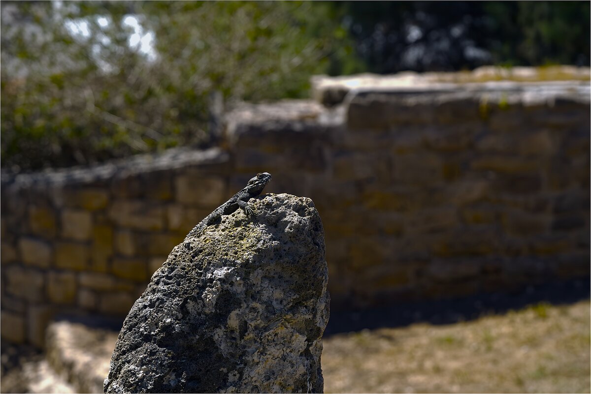 Грубохвостая каменная агама, она же звездчатая агама - ujgcvbif 