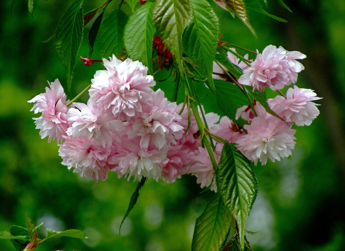 Вишня мелкопильчатая сакура - Сергей Карачин Вишня мелкопильчатая сакура - Сергей Карачин