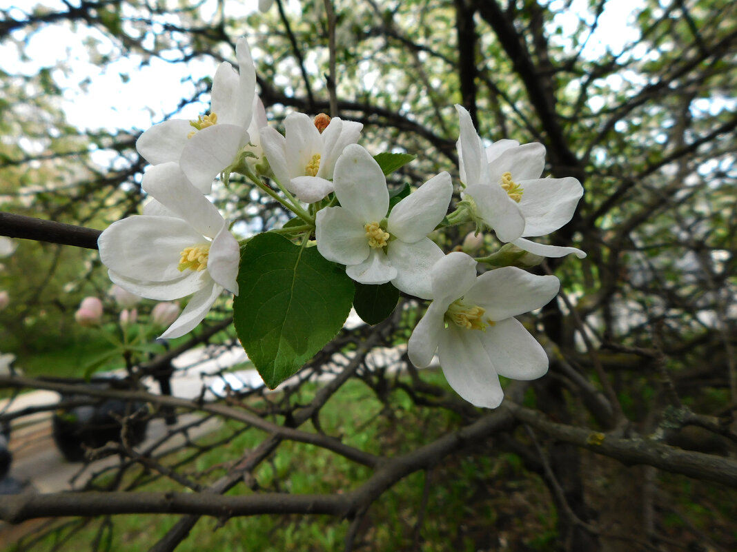 Цветение яблони - Наиля Цветение яблони - Наиля