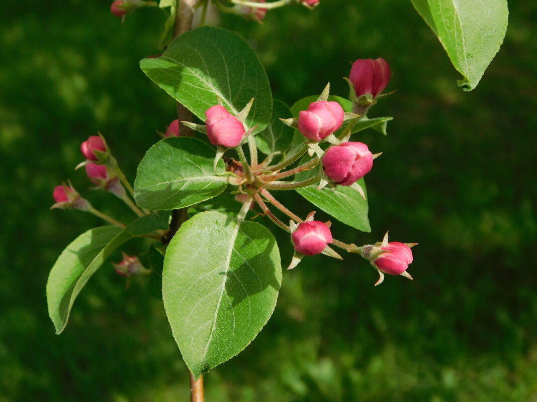 Розовый бутон у яблони - Наиля Розовый бутон у яблони - Наиля