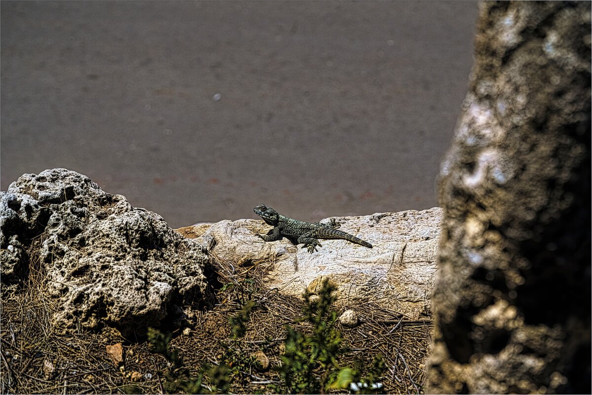 Грубохвостая каменная агама, она же звездчатая агама (Stellagama stellio), на каменном склоне - ujgcvbif Грубохвостая каменная агама, она же звездчатая агама (Stellagama stellio), на каменном склоне - ujgcvbif