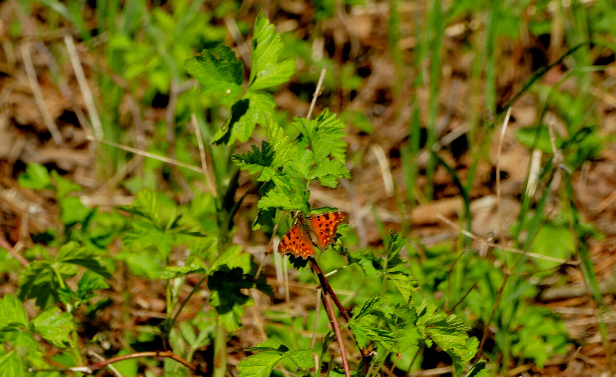 бабочки, снятые 30 апреля 1 - Александр Прокудин бабочки, снятые 30 апреля 1 - Александр Прокудин