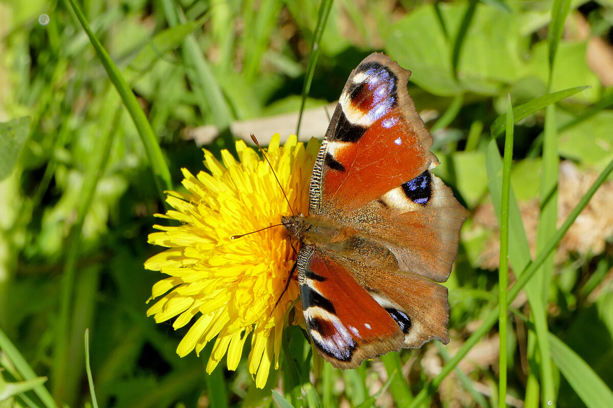 бабочки, снятые 30 апреля 5 - Александр Прокудин
