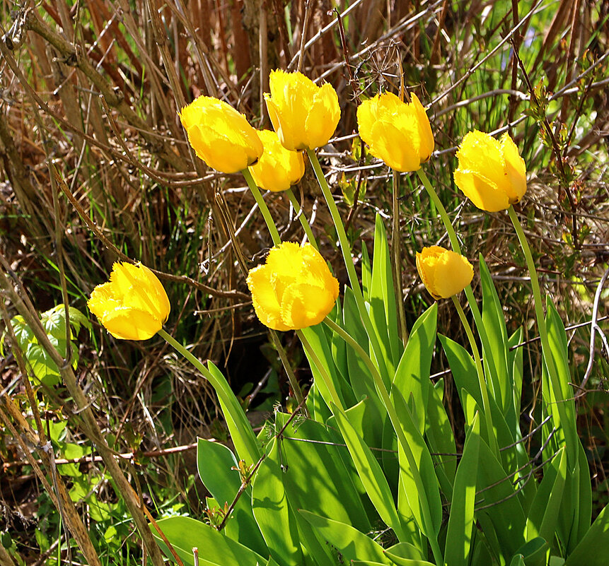 "Букет" солнечных - Светлана "Букет" солнечных - Светлана