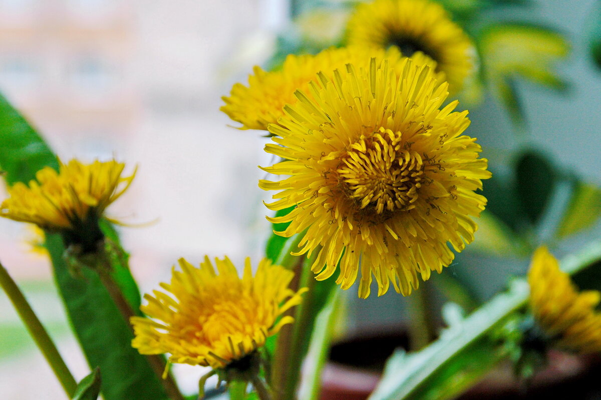 ... - Елена Пономарева