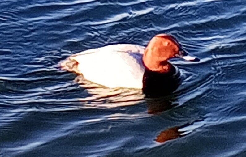 Красноголовый нырок - Сапсан 